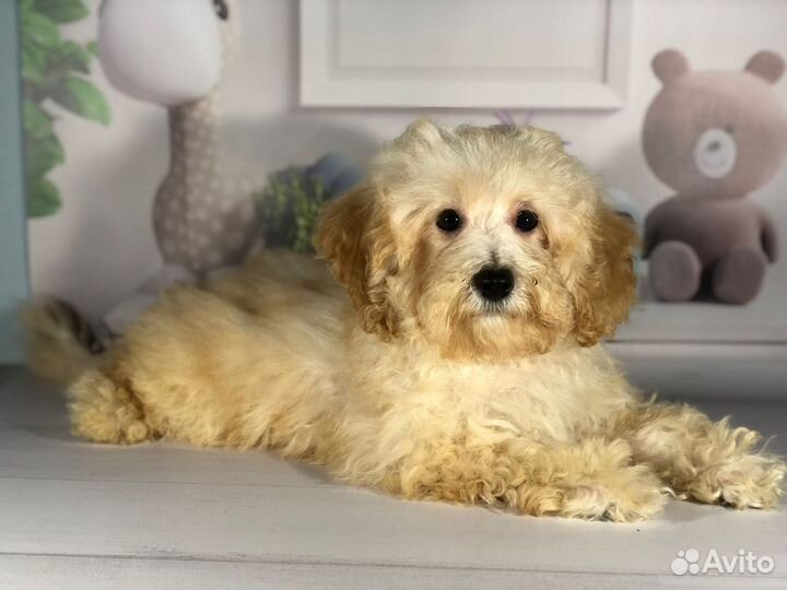 Мальчишка-мальтипушка