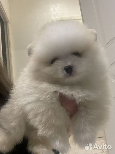 Красивые щенки померанского шпица