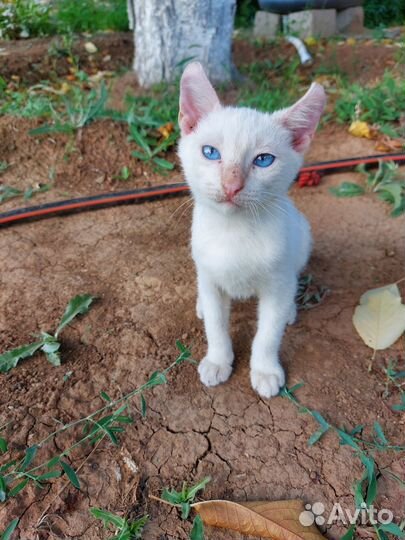 Котенок в добрые руки