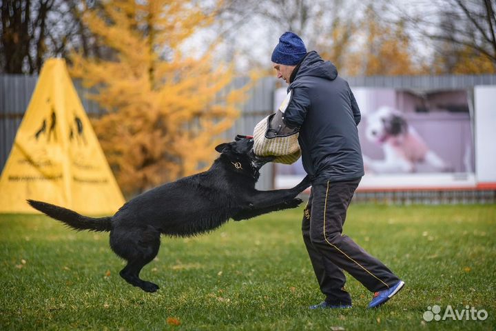 Чёрные щенки рабочего разведения, док-ты РКФ