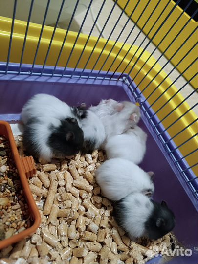 Сирийский хомяк, персики (5шт)