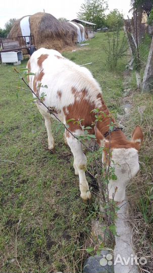 Телята девочки