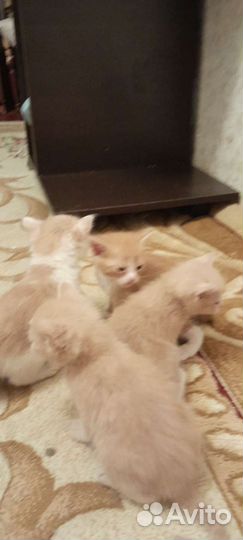 Бежевые котятки