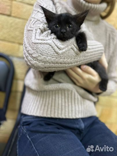 Котёнок