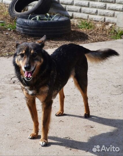 Собака в добрые руки