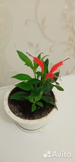 Эсхинантус, Колумнея