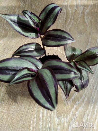 Традисканция