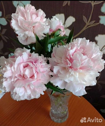 Пион розовый