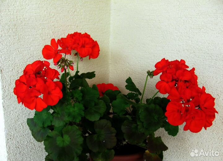 Пеларгония (герань)