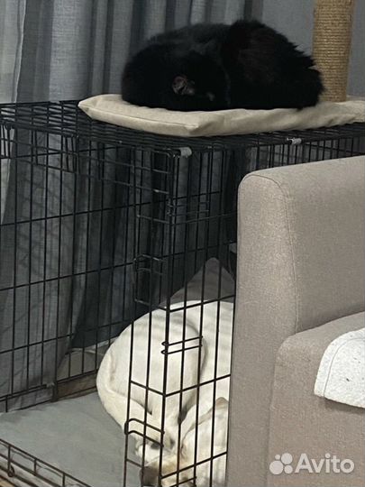 Клетка для собаки бу