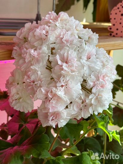 Пеларгония