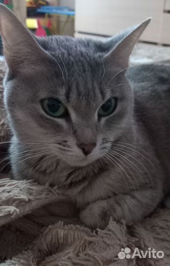 Кошка смесь британки