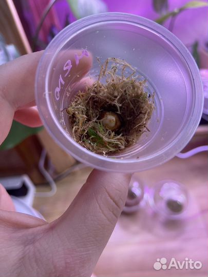 Клубни алоказий