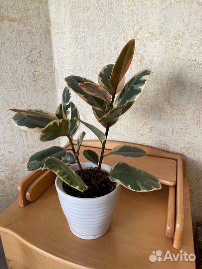 Фикус каучуконосный большой