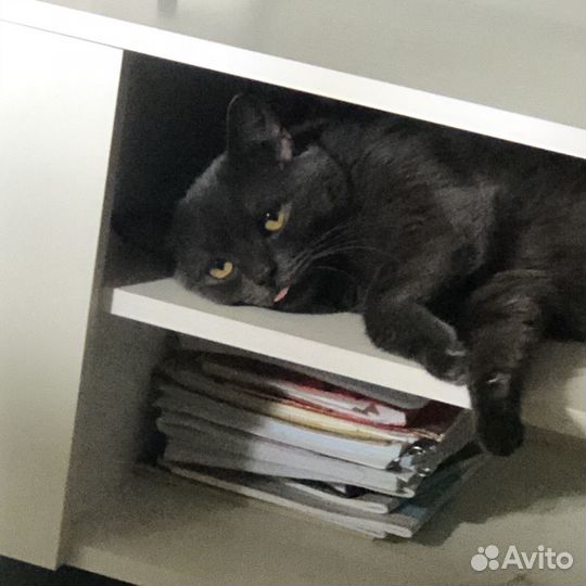 Котик ищет дом