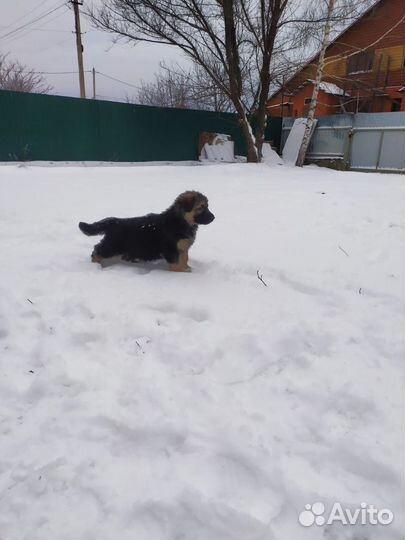 Щенки немецкой овчарки