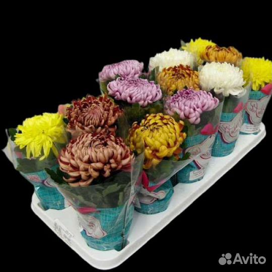 Комнатные растения, цветы