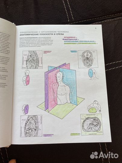 Книга анатомия человека атлас раскраска