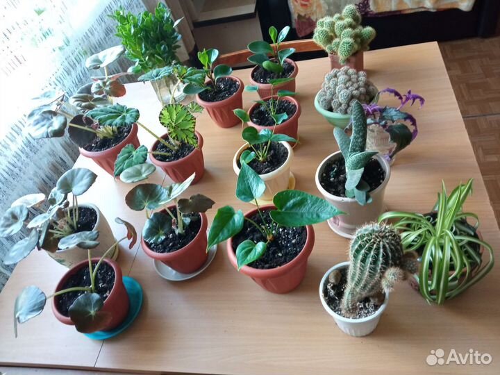 Комнатные растения цветы