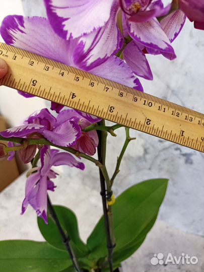 Орхидея фаленопсис Toshi / Тоши