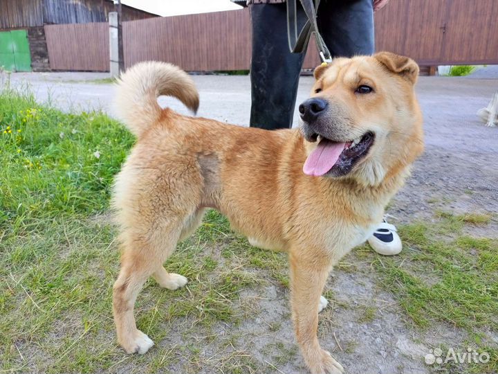 Собака в добрые руки