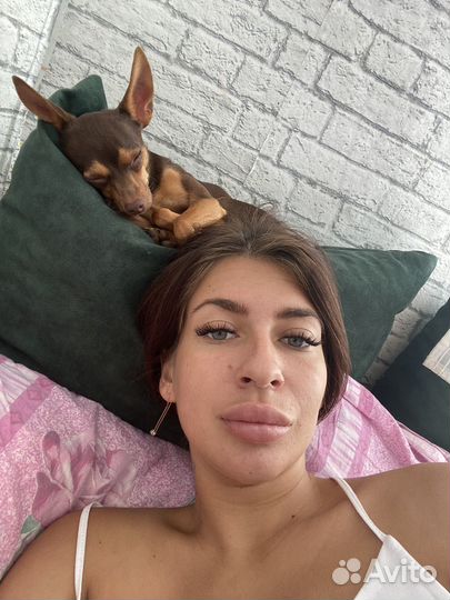 Мини той-терьер вязка