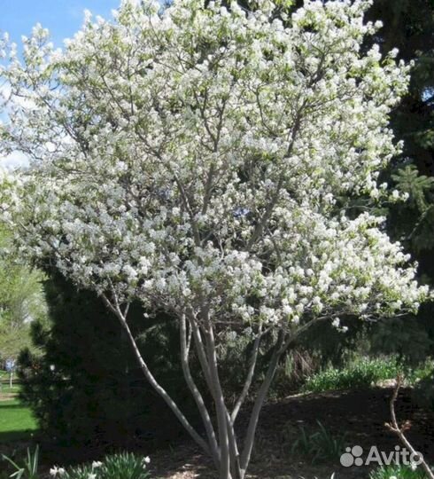 Саженцы Ирга Канадская (Б)