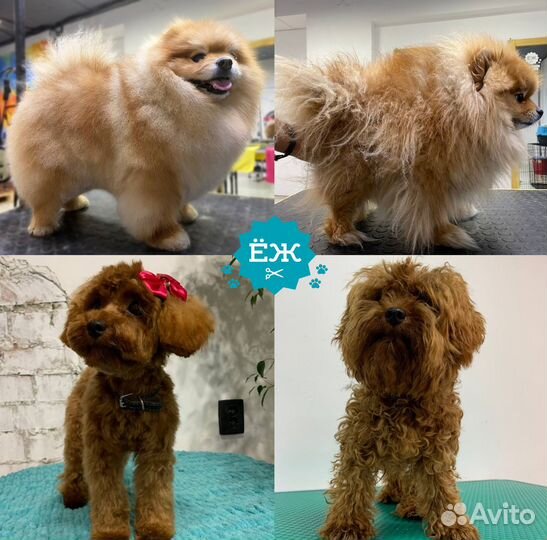 Мытье и стрижка собак в Тюмени