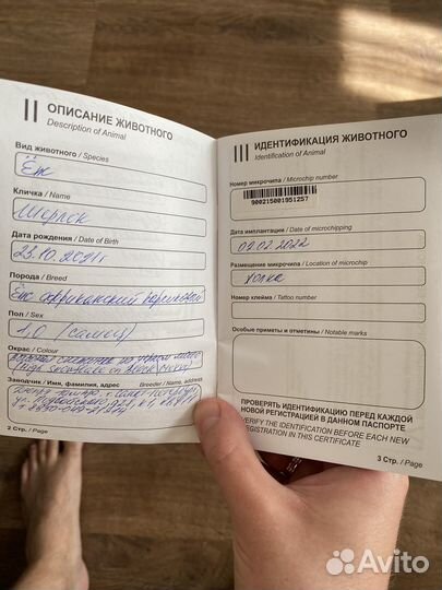 Карликовый африканский ежик