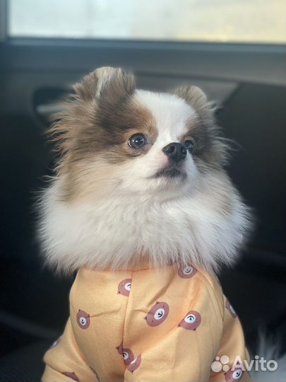 Шпиц вязка(мальчик)