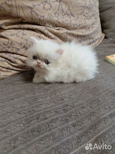 Персидские котята