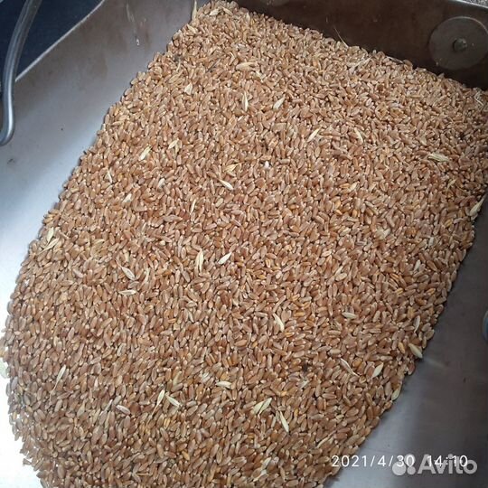 Овес, пшеница