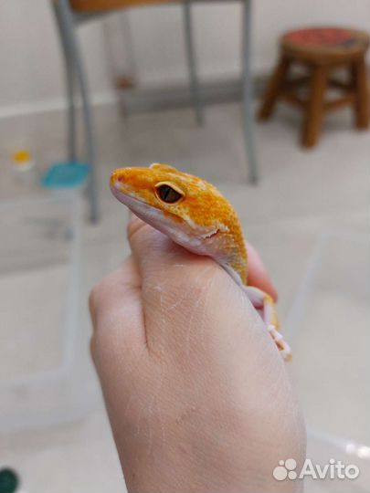 Ящерица Геккон Эублефар