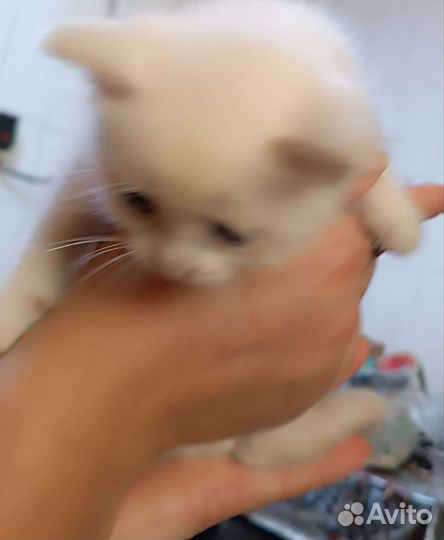 Кошечка в добрые руки