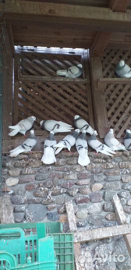 Продажа голубей пермские