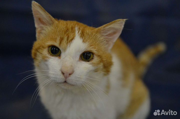 Рыжий кот в дар