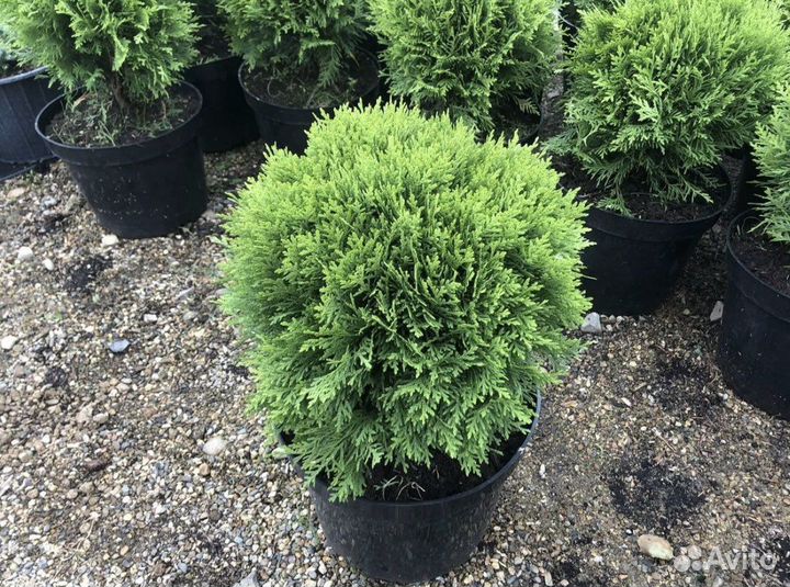 Туя шаровидная.Даника Вудварди
