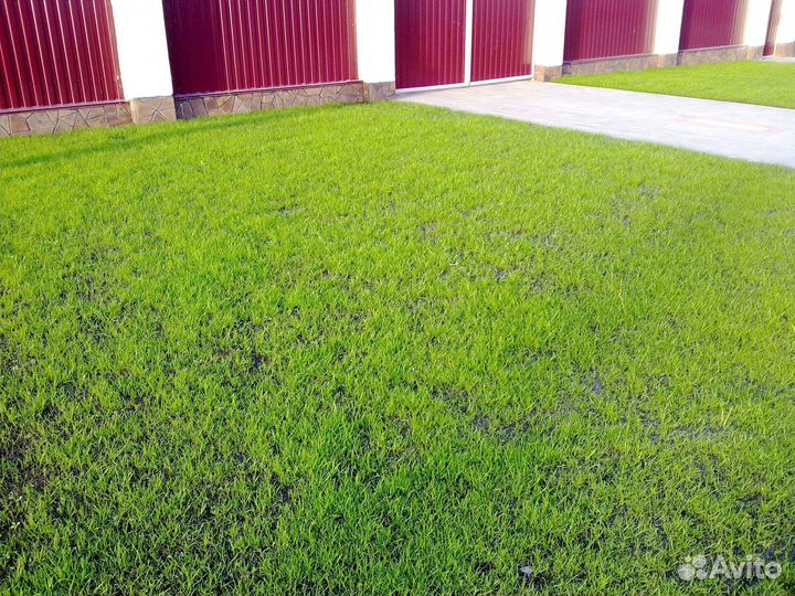 Озеленение участка. Посев газона