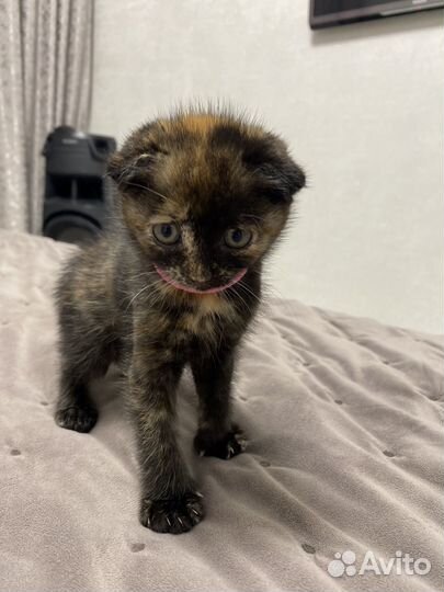 Кошечка в добрые руки бесплатно