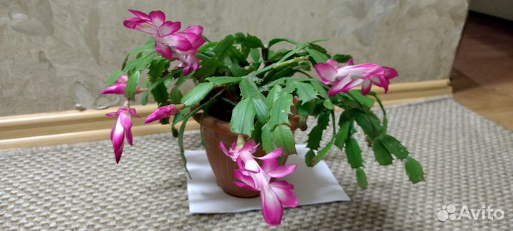 Декабрист розово-белый