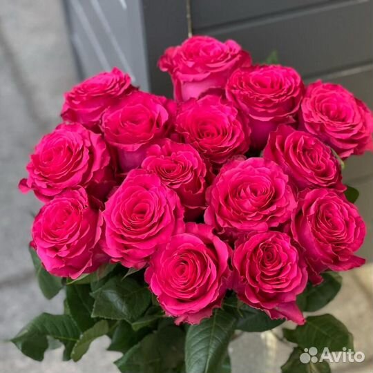 Розы 60 см Эквадор Пинк Флойд 43 шт