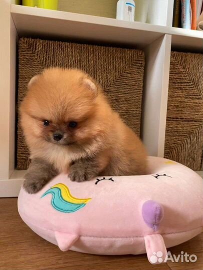 Померанский шпиц мини