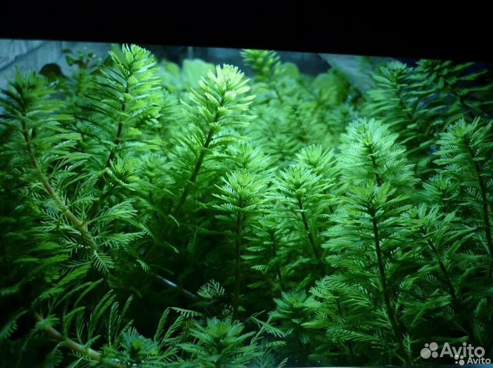 Аквариумные растения (есть плавающие)