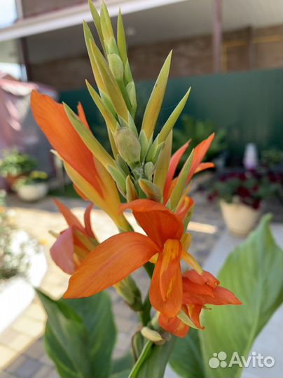 Цветы канны