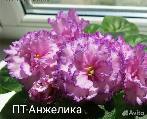 Фиалки