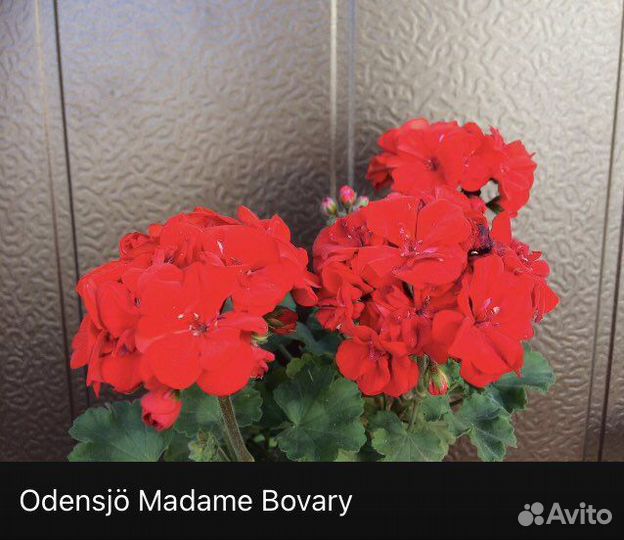 Пеларгонии сортовые