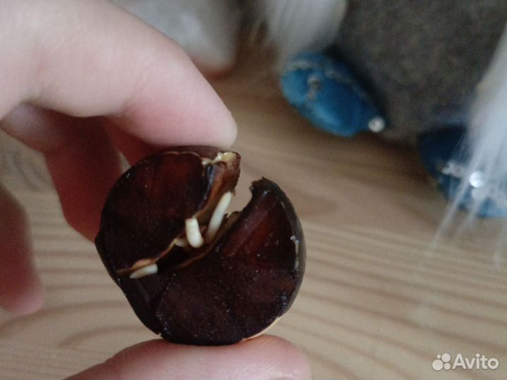 Косточка авокадо с корешками