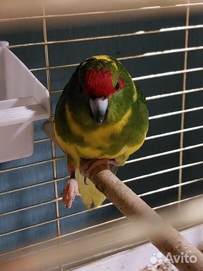 Попугай Новозеландский какарик