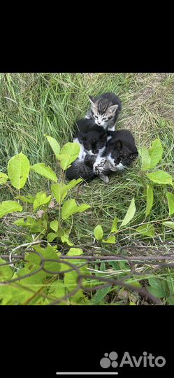 Кошка в дар бесплатно