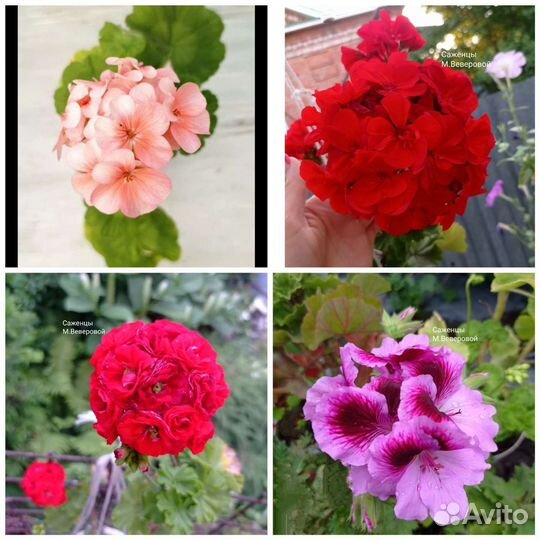 Герани, колеусы, фиалки